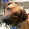 Rescue Dog